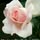 Jane Tuke Avatar